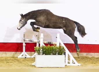 Holsteiner, Jument, 4 Ans, 173 cm, Gris