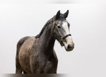 Holsteiner, Jument, 4 Ans, 173 cm, Gris