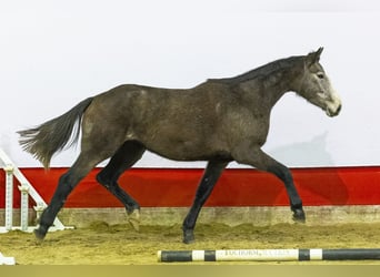 Holsteiner, Jument, 4 Ans, 173 cm, Gris