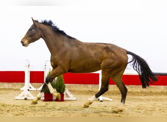 Holsteiner, Jument, 4 Ans, 174 cm, Bai
