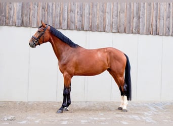 Holsteiner, Jument, 4 Ans, 177 cm, Bai