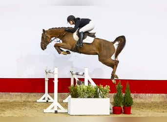 Holsteiner, Jument, 5 Ans, 158 cm, Alezan brûlé