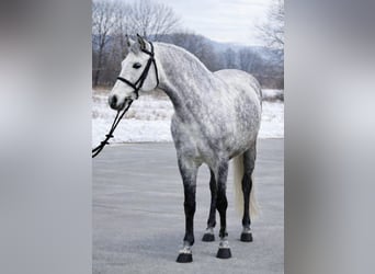 Holsteiner, Jument, 5 Ans, 158 cm, Gris