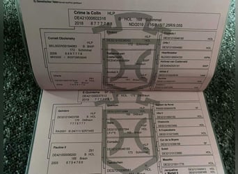 Holsteiner, Jument, 5 Ans, 158 cm, Gris