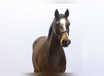 Holsteiner, Jument, 5 Ans, 160 cm, Bai