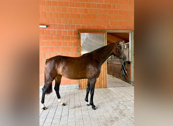 Holsteiner, Jument, 5 Ans, 162 cm, Bai brun