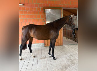 Holsteiner, Jument, 5 Ans, 162 cm, Bai brun
