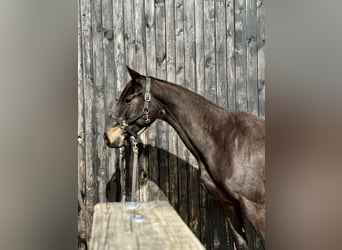 Holsteiner, Jument, 5 Ans, 162 cm, Bai brun