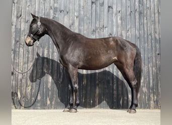 Holsteiner, Jument, 5 Ans, 162 cm, Bai brun
