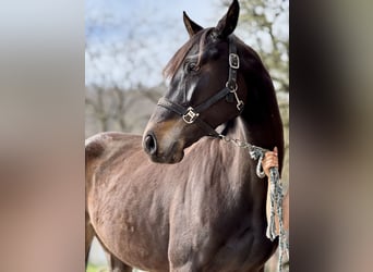 Holsteiner, Jument, 5 Ans, 162 cm, Bai brun