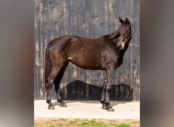 Holsteiner, Jument, 5 Ans, 162 cm, Bai brun
