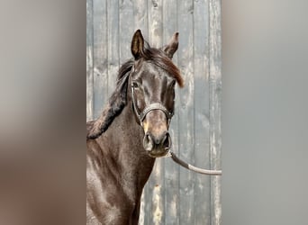 Holsteiner, Jument, 5 Ans, 162 cm, Bai brun