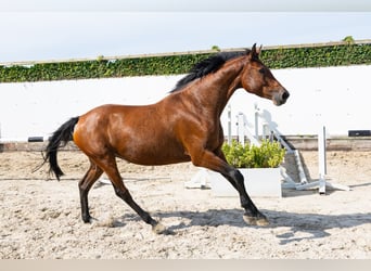 Holsteiner, Jument, 5 Ans, 162 cm, Bai brun