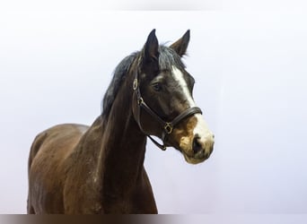 Holsteiner, Jument, 5 Ans, 162 cm, Bai brun