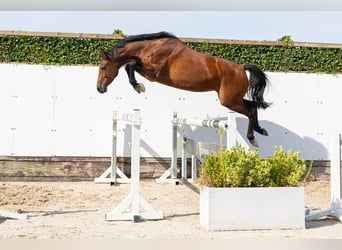 Holsteiner, Jument, 5 Ans, 162 cm, Bai brun