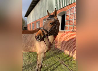 Holsteiner, Jument, 5 Ans, 162 cm, Bai