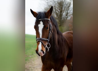 Holsteiner, Jument, 5 Ans, 163 cm, Bai