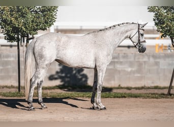 Holsteiner, Jument, 5 Ans, 163 cm, Gris