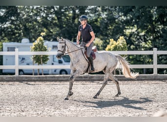 Holsteiner, Jument, 5 Ans, 163 cm, Gris