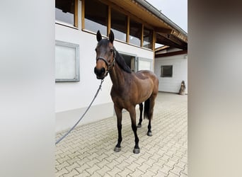Holsteiner, Jument, 5 Ans, 164 cm, Bai brun