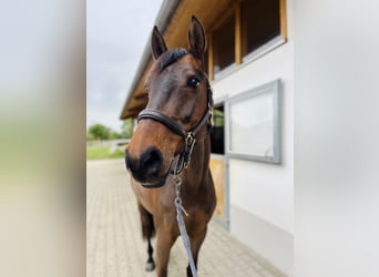 Holsteiner, Jument, 5 Ans, 164 cm, Bai brun