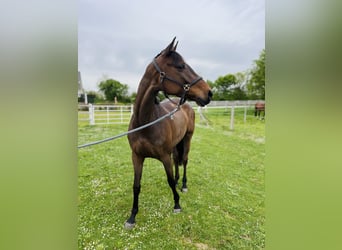 Holsteiner, Jument, 5 Ans, 164 cm, Bai brun