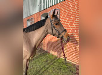 Holsteiner, Jument, 5 Ans, 164 cm, Bai