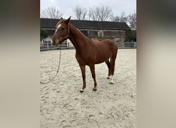 Holsteiner, Jument, 5 Ans, 165 cm, Alezan