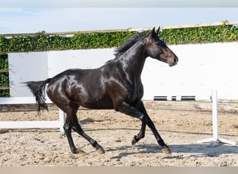 Holsteiner, Jument, 5 Ans, 165 cm, Bai brun