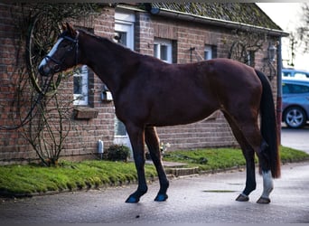 Holsteiner, Jument, 5 Ans, 165 cm, Bai