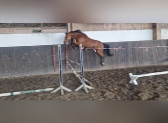 Holsteiner, Jument, 5 Ans, 165 cm, Bai