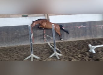 Holsteiner, Jument, 5 Ans, 165 cm, Bai