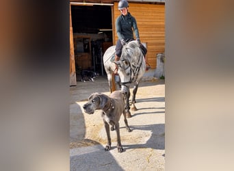 Holsteiner, Jument, 5 Ans, 165 cm, Gris pommelé