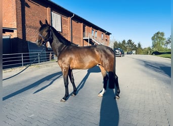 Holsteiner, Jument, 5 Ans, 166 cm, Bai brun