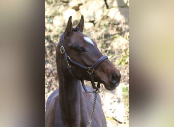 Holsteiner, Jument, 5 Ans, 166 cm, Bai brun