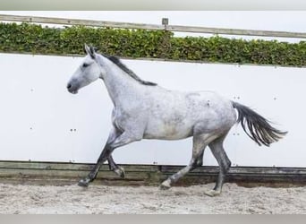 Holsteiner, Jument, 5 Ans, 166 cm, Peut devenir gris