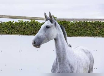 Holsteiner, Jument, 5 Ans, 166 cm, Peut devenir gris