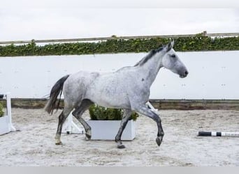 Holsteiner, Jument, 5 Ans, 166 cm, Peut devenir gris