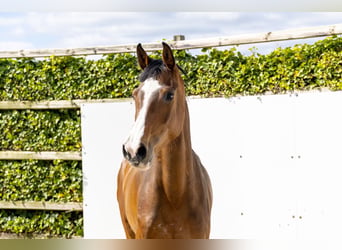 Holsteiner, Jument, 5 Ans, 167 cm, Bai