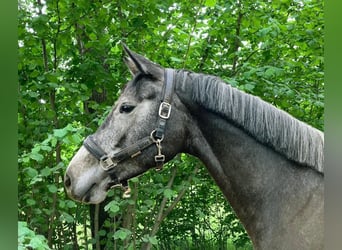 Holsteiner, Jument, 5 Ans, 167 cm, Gris