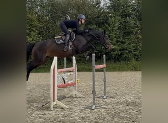 Holsteiner, Jument, 5 Ans, 167 cm, Noir