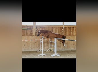 Holsteiner, Jument, 5 Ans, 168 cm, Alezan