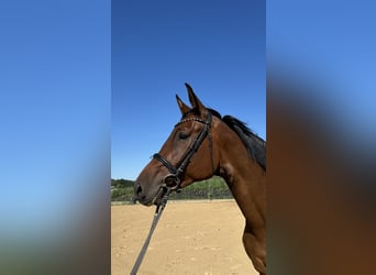Holsteiner, Jument, 5 Ans, 168 cm, Bai