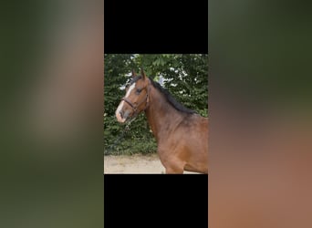 Holsteiner, Jument, 5 Ans, 168 cm, Bai