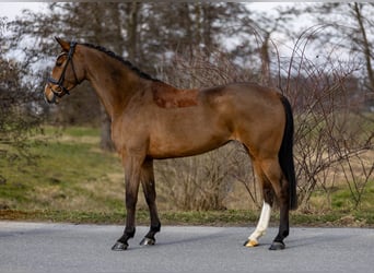Holsteiner, Jument, 5 Ans, 168 cm, Bai clair