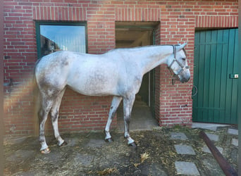 Holsteiner, Jument, 5 Ans, 168 cm, Gris