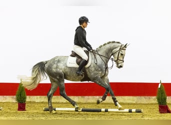 Holsteiner, Jument, 5 Ans, 168 cm, Gris