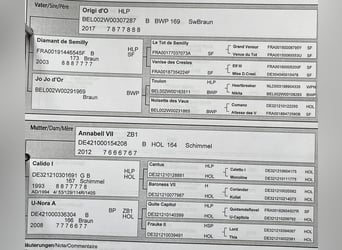 Holsteiner, Jument, 5 Ans, 168 cm, Gris pommelé