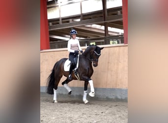 Holsteiner, Jument, 5 Ans, 169 cm, Bai brun foncé