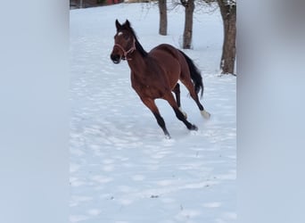 Holsteiner, Jument, 5 Ans, 169 cm, Bai
